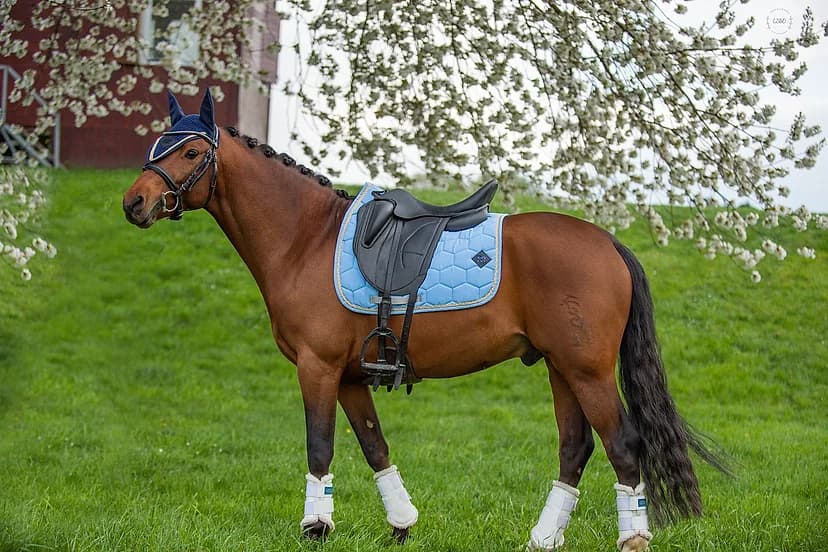Cheval bai à l'arrêt en prairie, vu en entier, tapis de dressage bleu ciel et bonnet assorti