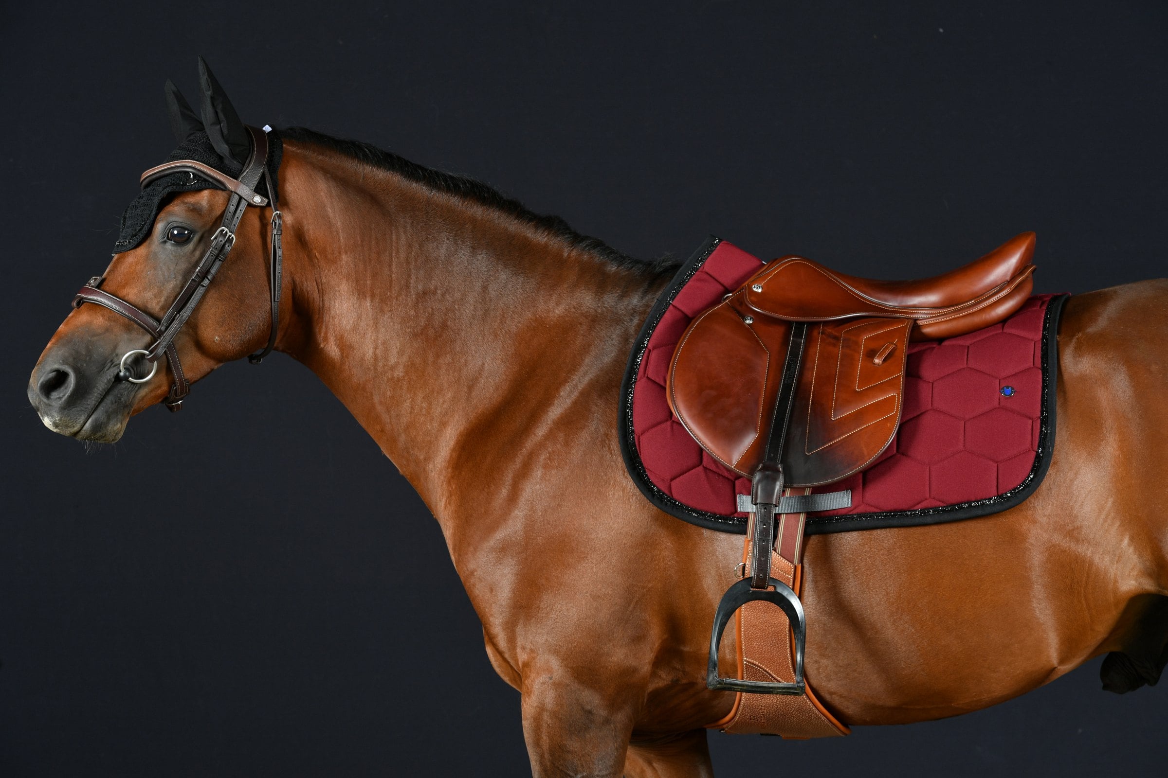 Cheval bai de profil sur fond noir, tapis de selle bordeaux et selle en cuir fauve