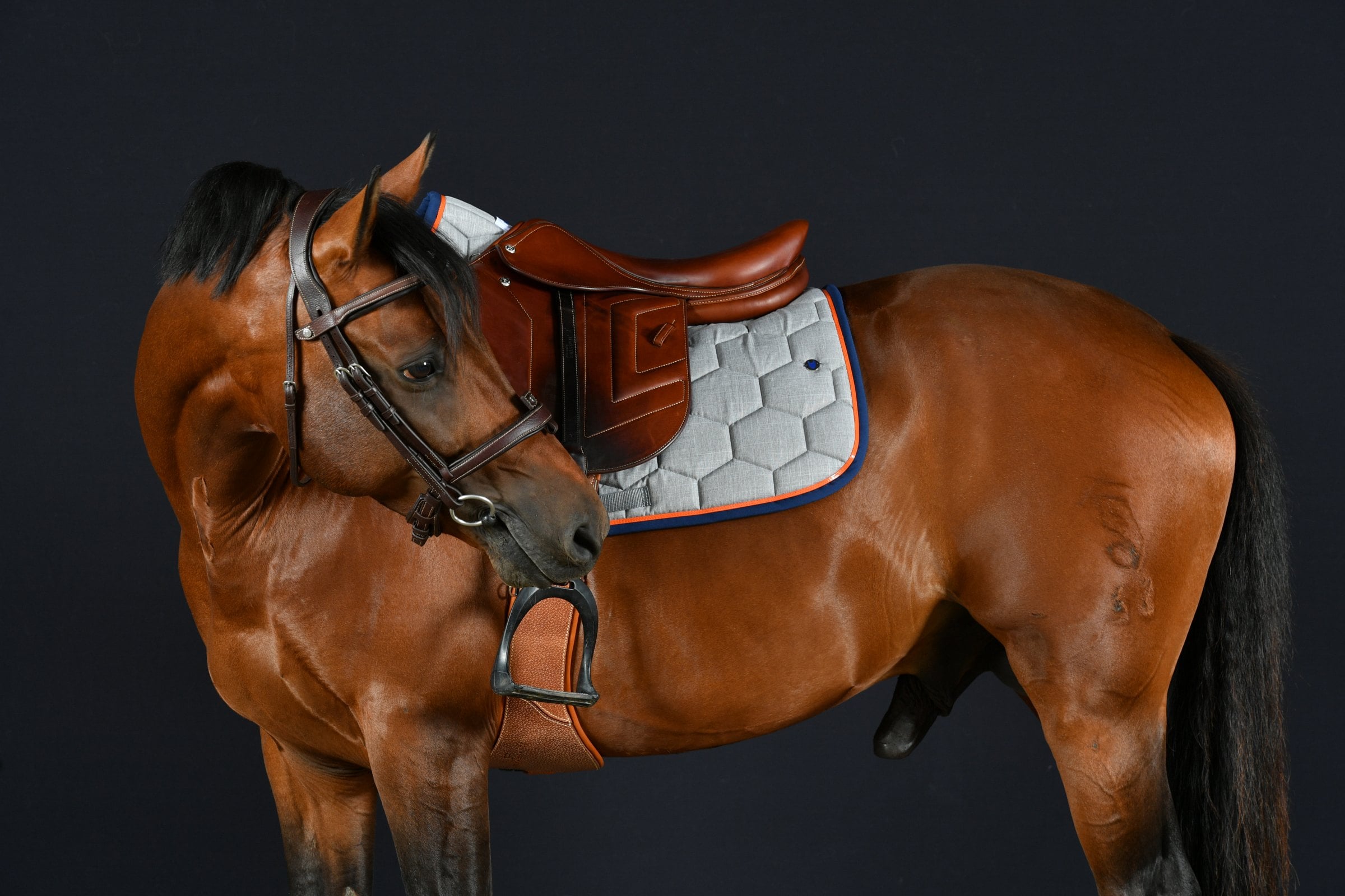 Cheval bai de profil sur fond sombre, tapis de selle gris chiné bordé de bleu