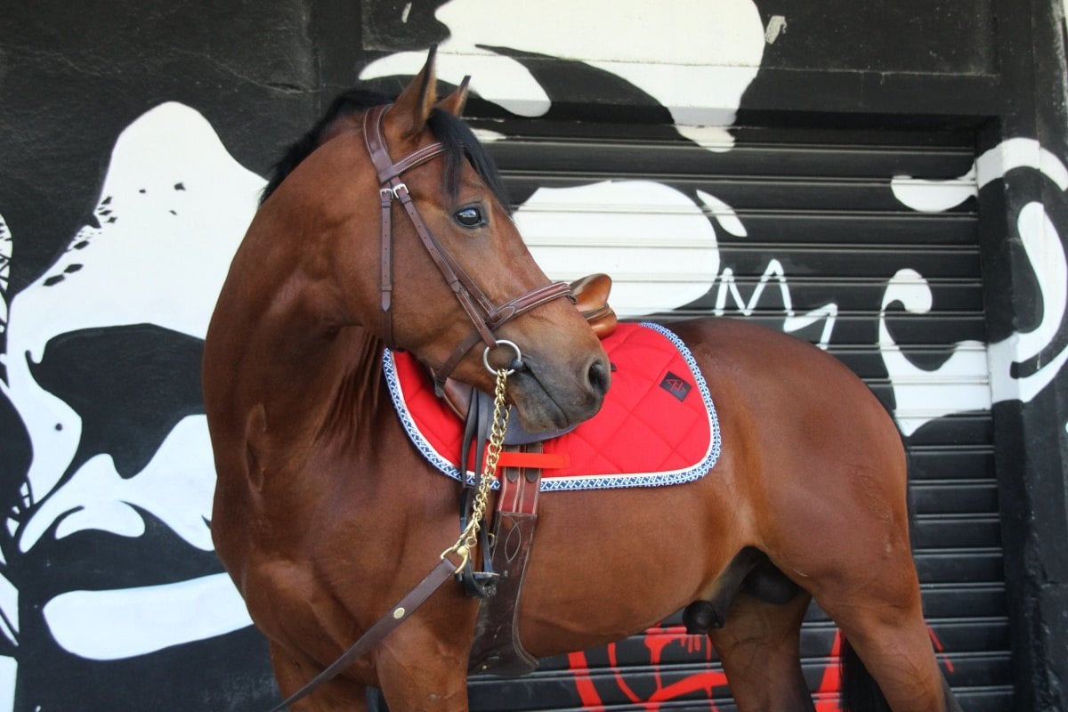 Cheval bai sellé devant un mur peint, tapis de selle rouge bordé de blanc