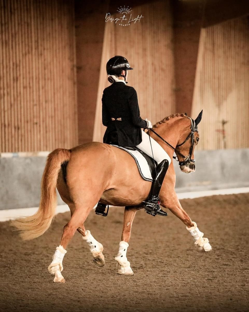 Poney palomino au travail en carrière couverte, tapis de dressage blanc