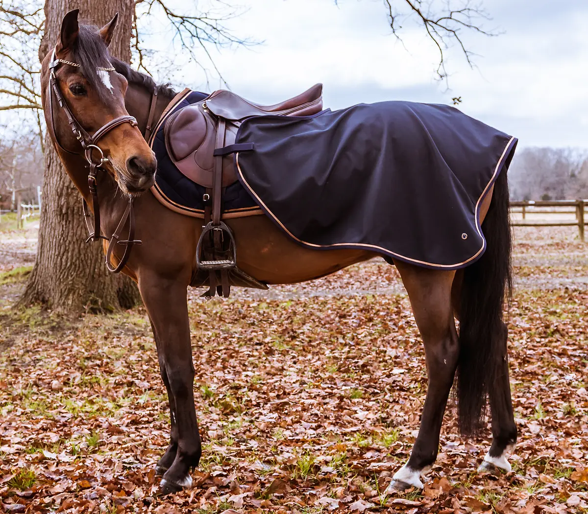 Cheval bai sellé, en tapis et couvre-reins marine, debout sur des feuilles mortes au pied d'un grand arbre, en hiver